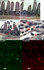 Ly-6G/Ly-6C Antibody in Immunohistochemistry (IHC)
