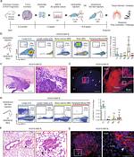 MHC Class I (H-2Kd) Antibody in Flow Cytometry (Flow)