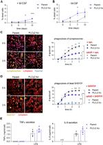 IL-6 Monoclonal Antibody (MQ2-13A5), eBioscience™