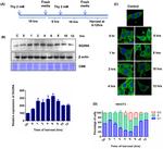 STRN3 Antibody in Western Blot (WB)