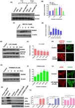 STRN3 Antibody in Western Blot (WB)