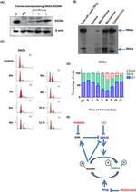 STRN3 Antibody in Western Blot (WB)