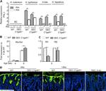 MUC5AC Antibody in Immunohistochemistry (IHC)