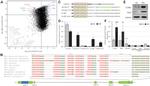 Cyclin B1 Antibody in Western Blot (WB)