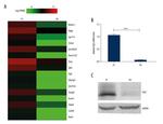FGF2 Antibody in Western Blot (WB)