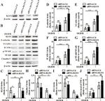 E-selectin Antibody in Western Blot (WB)