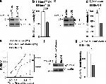 FBXO5 Antibody in Western Blot (WB)