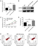 GPR18 Antibody in Western Blot (WB)