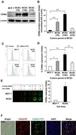 CEACAM6 Antibody in Western Blot (WB)