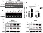 ARL7 Antibody in Western Blot (WB)