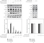 JNK1 Antibody in Western Blot (WB)