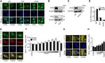 TFE3 Antibody in Immunocytochemistry (ICC/IF)