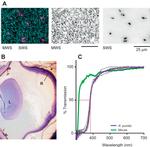 Opsin Red/Green Antibody in Immunohistochemistry (IHC)