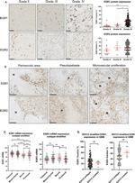 EGR3 Antibody in Immunohistochemistry (IHC)