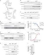 Phospho-FES (Tyr713) Antibody in Western Blot (WB)