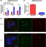 RAB28 Antibody in Immunocytochemistry (ICC/IF)