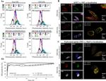 RAB5 Antibody in Immunocytochemistry (ICC/IF)