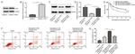 FGF9 Antibody in Western Blot (WB)