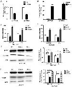 COL15A1 Antibody in Western Blot (WB)