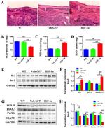 DRAM Antibody in Western Blot (WB)
