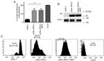 PMA1 Antibody in Western Blot (WB)