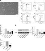 ARMET Antibody in Western Blot (WB)