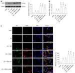 ARMET Antibody in Western Blot, Immunohistochemistry, Immunocytochemistry (WB, IHC, ICC/IF)
