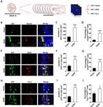 Beta III Tubulin Antibody in Immunocytochemistry (ICC/IF)