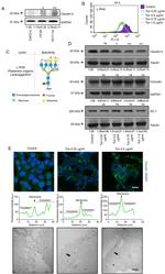 Claudin 3 Antibody in Western Blot, Immunocytochemistry (WB, ICC/IF)