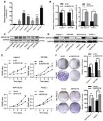 DEPDC1B Antibody in Western Blot (WB)