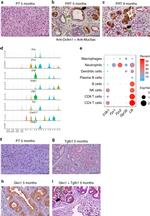GKN1 Antibody in Immunohistochemistry (IHC)