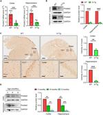 PRICKLE2 Antibody in Western Blot, Immunohistochemistry (WB, IHC)