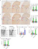 PRICKLE2 Antibody in Western Blot (WB)