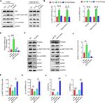 PRICKLE2 Antibody in Western Blot (WB)