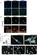 GM130 Antibody in Immunocytochemistry (ICC/IF)