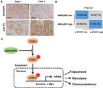 ARHGAP6 Antibody in Immunohistochemistry (IHC)