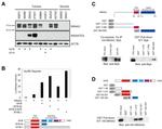 MSANTD3 Antibody in Western Blot (WB)
