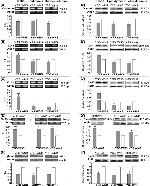 beta Catenin Antibody in Western Blot (WB)