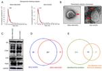 Alix Antibody in Western Blot (WB)