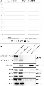 METTL15 Antibody in Western Blot (WB)