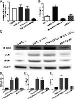 Bone SialoProtein Antibody in Western Blot (WB)