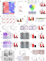 CCAR1 Antibody in Western Blot (WB)