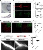 APC2 Antibody in Immunohistochemistry (IHC)