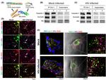 Occludin Antibody in Immunocytochemistry (ICC/IF)