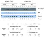 Bif1 Antibody in Western Blot (WB)