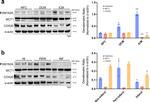 FAM162A Antibody in Western Blot (WB)