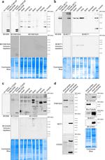 FAM162A Antibody in Western Blot (WB)