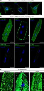 FAM162A Antibody in Immunocytochemistry (ICC/IF)