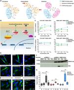 FKBP12 Antibody in Western Blot (WB)
