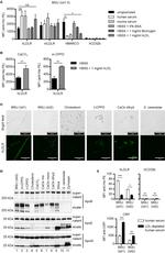 APOE Antibody in Western Blot (WB)